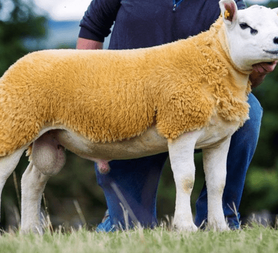 €15,000 'Silver' lining at Texel premier