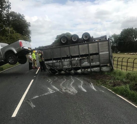 Lucky escape: Cows cut from overturned trailer