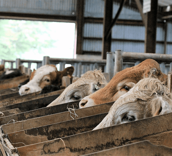 Beef focus: Getting to the heart of Ireland's progeny testing programme