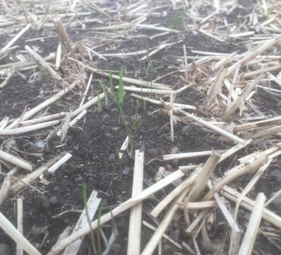 How much does it cost to produce a forage crop?