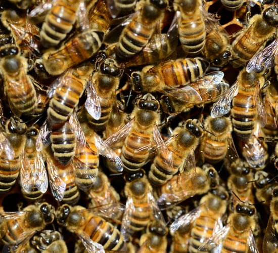 Canadian scientists breed better bees using 'animal husbandry'
