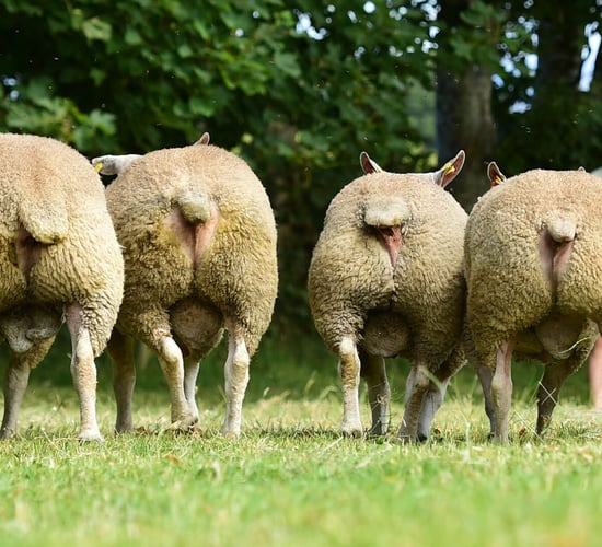 E-grade lamb makers prove popular at 'Big Boy Ram Sale'