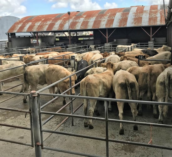 Pics and prices: Charolais cattle dominate the sale at Ballymahon Mart