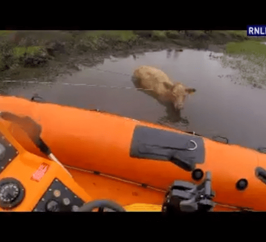 Video: Mucky cow makes lucky escape in Athlone