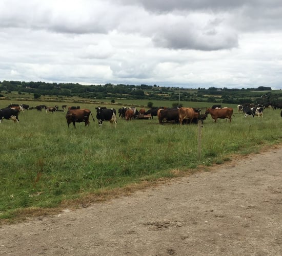 EU milk production expected to climb 0.9% in 2019