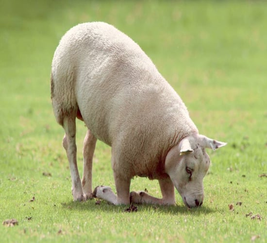 Monitoring and tackling lameness in the flock