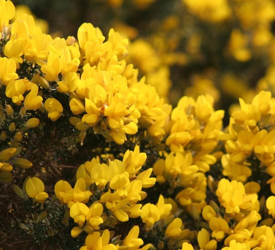 Concerns raised for 'innocent farmers' penalised after gorse fires