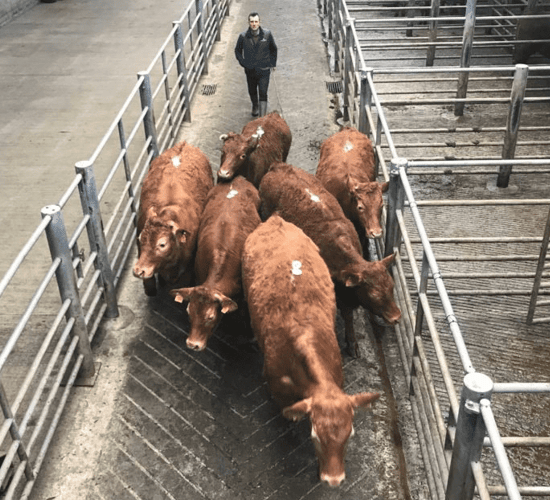 Mart trade: An improved market for quality; plain cattle harder sold