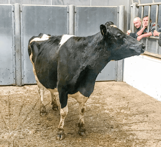 Analysis: Has the cow cull been as severe as the rumour mill suggests?