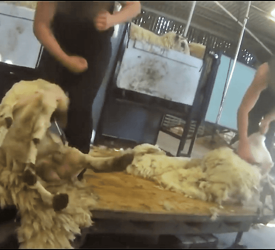 Video: Abusive shearers caught on footage in UK