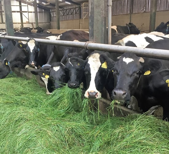 Excessive ban on antibiotics would 'threaten health and welfare of animals' - experts