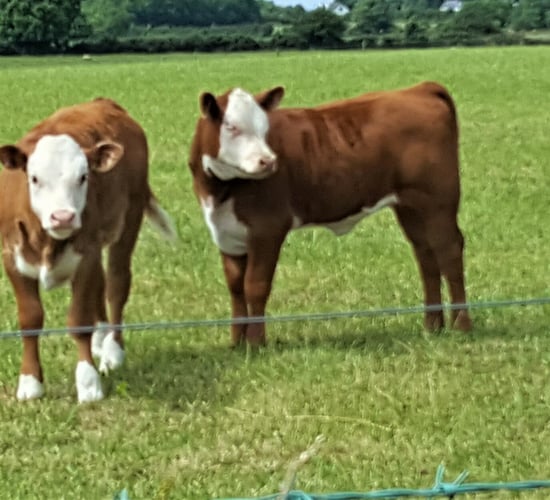 'Social farming participants brought life to the farm'