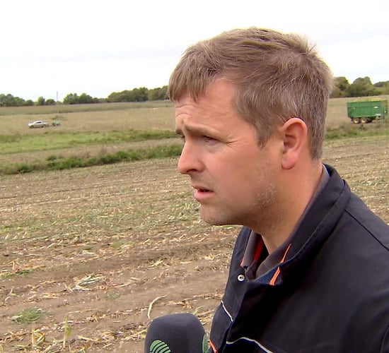 Maize harvest woes: 'It was all flattened to the ground'
