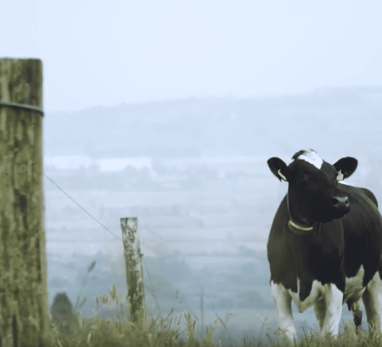 Submission rates and heat detection vital to farm profits