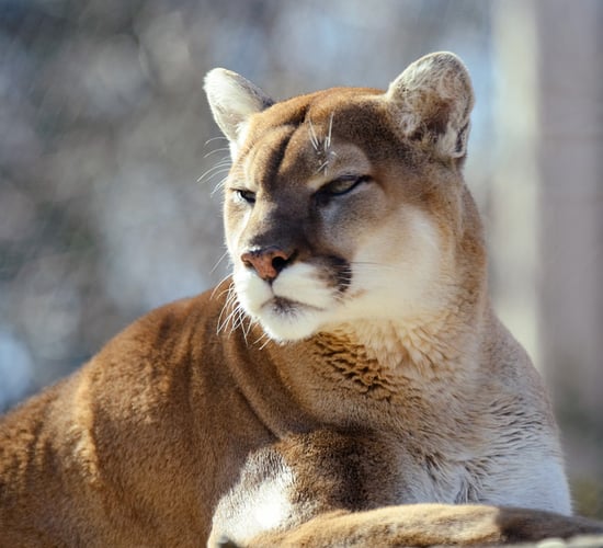 Cougar thought to be roaming free in Co. Cork