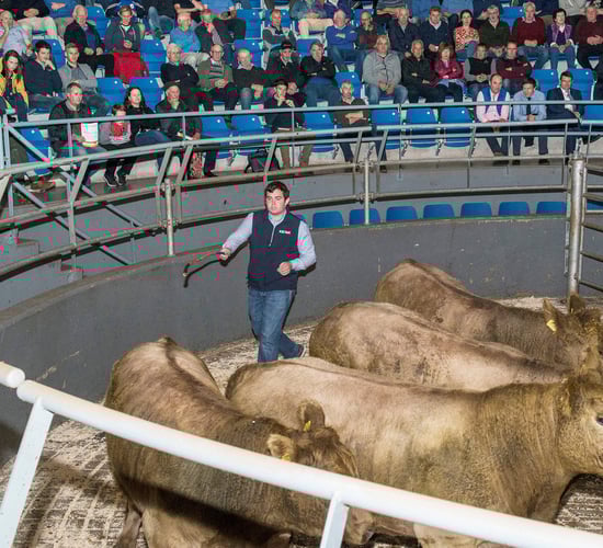Grading cattle: What do the meat processors want?
