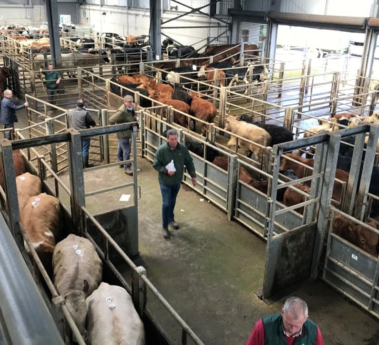 'The cattle market is no longer simple; once it was only dictated by weather' - Candler