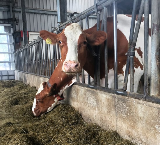 Lely narrows the gap between dairy farmers and consumers