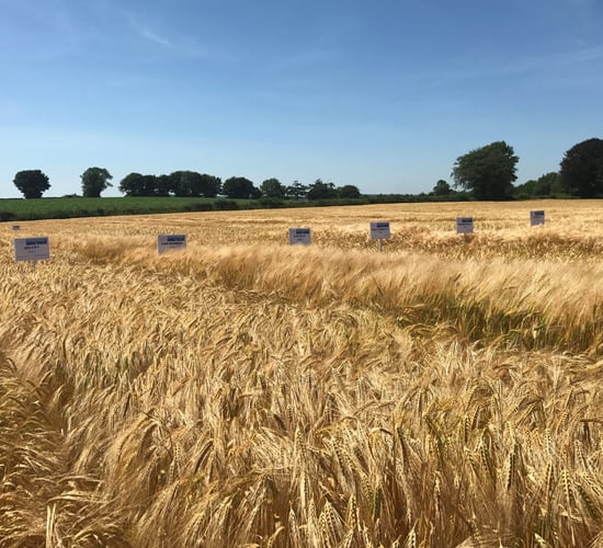 Six-row hybrid varieties start to knock on the quality door