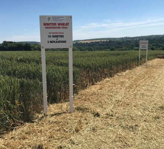 Bennington tops the winter wheat list on yield