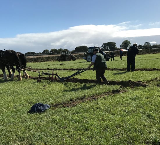 Ploughing competitions draw to a close...here's a look back
