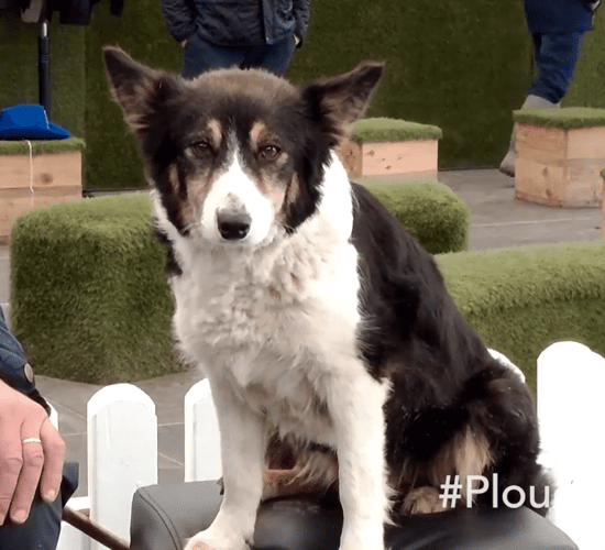 Man's best friend: 'You can't sit down and talk to your quad at night'