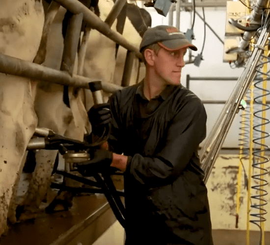 How one farmer has gotten his herd SCC under control