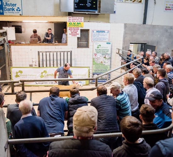 Rams hit €1,220 at Sheep Ireland €uroStar Multi-Breed Ram Sale