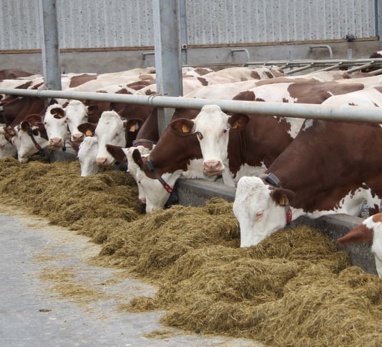 Modern-day Montbeliarde: Building this herd from the ground up