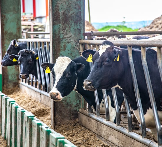 Feed bills: What is wet weather costing dairy farms?