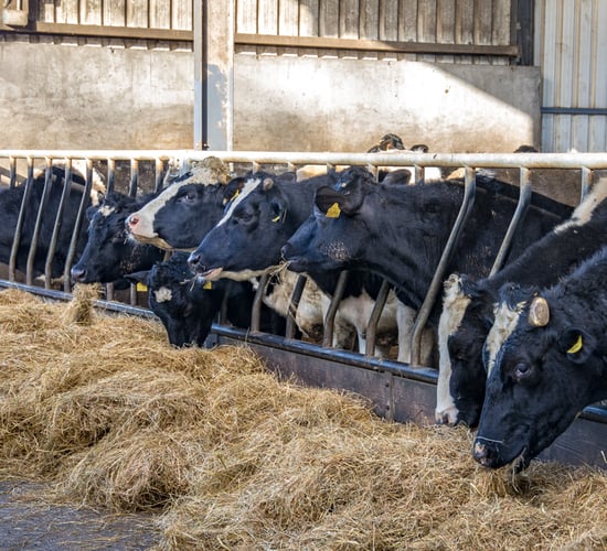 Banks in NI stand ready to support weather-hit farmers
