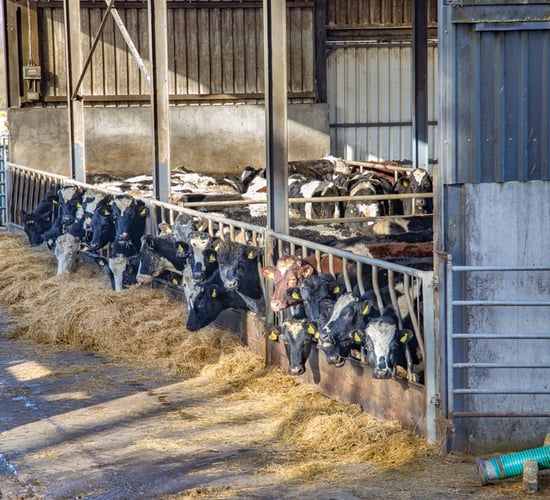 ICSA: 'Farmers feel abandoned at the moment'