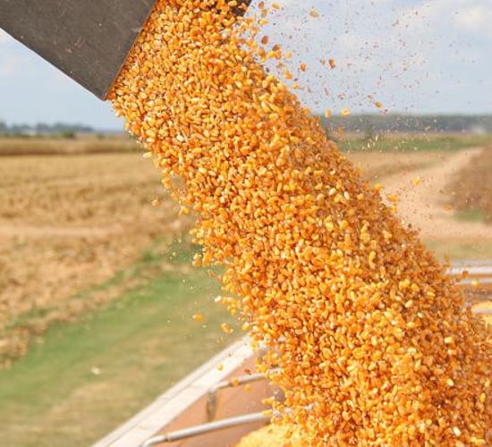 Argentina lifts corn exports ban and introduces 30,000t daily sales cap