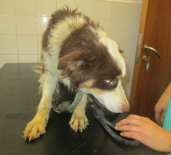 Farmer charged with neglect of 40 dogs convicted