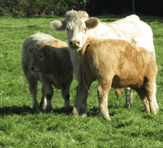 Pneumonia: The enemy of weanlings