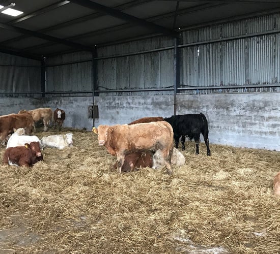 What prices will 2018-born weanlings need to make to ensure profit at slaughter?