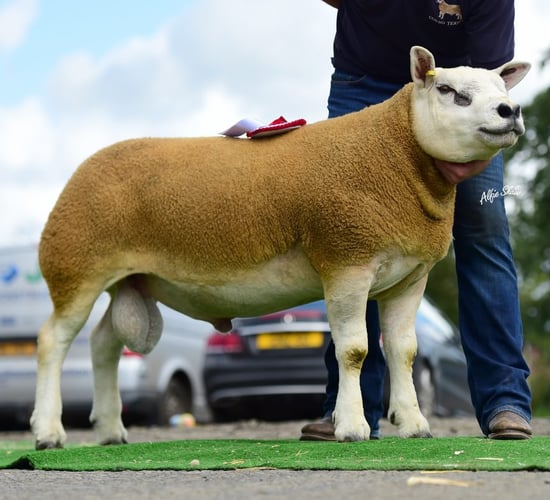 Northern Irish Texel National Sale peaks at 4,300gns