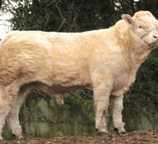 New panel of €5/straw Gene Ireland bulls formed