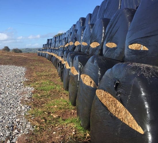 Overnight perpetrator leaves 111 bales slashed