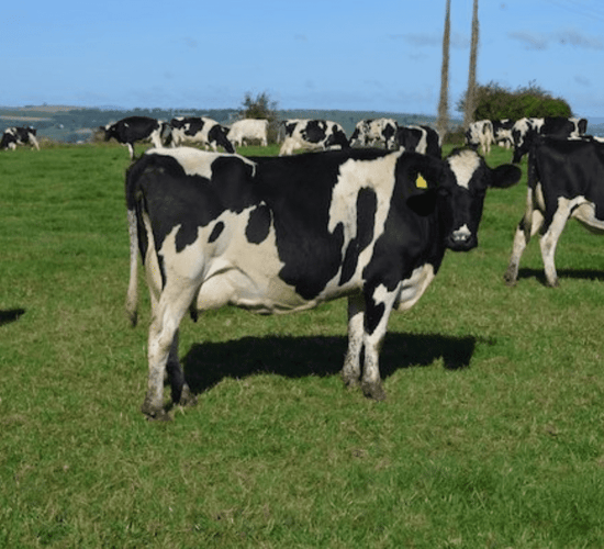 Pics: Fermoy Mart gearing up for 2 'complete' dairy clearance sales