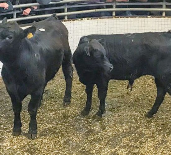 Friesian, Hereford and Angus bulls wanted for export