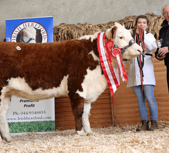 Pics and prices: Hereford Premier Autumn Sale