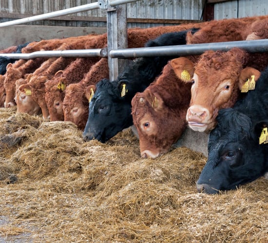 'Farming and our Future' panel discussion in Cavan tonight