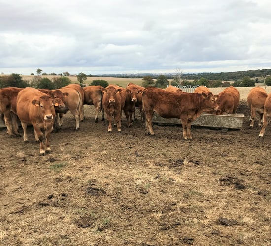Beef focus: Managing a 200-cow Limousin herd under drought conditions in France
