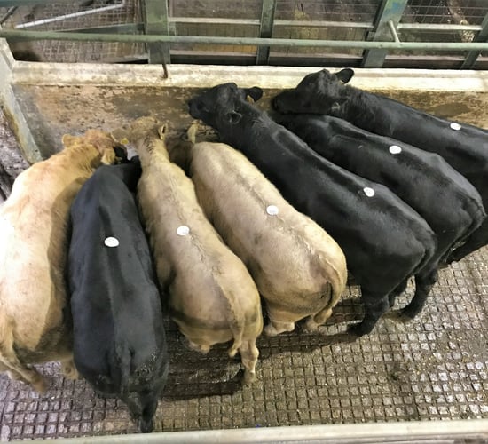 Cattle marts: Forward bullocks lead the way
