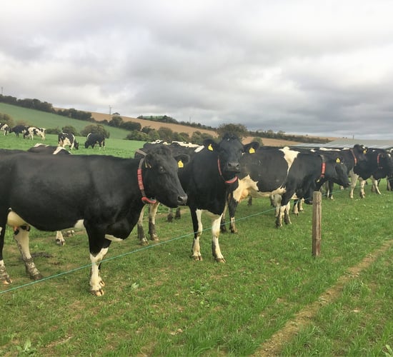 'If it wasn't for the robots, I wouldn't have the cows'