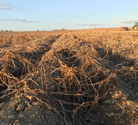 Potato prices soar compared to this time last year