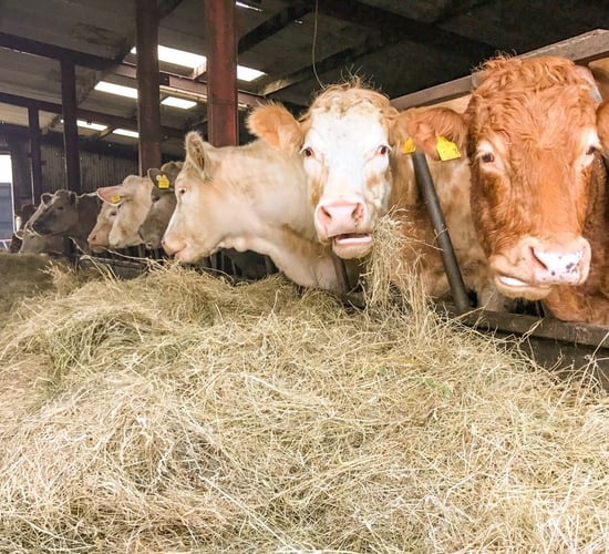 Suckler enterprises: What will my monthly feed costs amount to this winter?