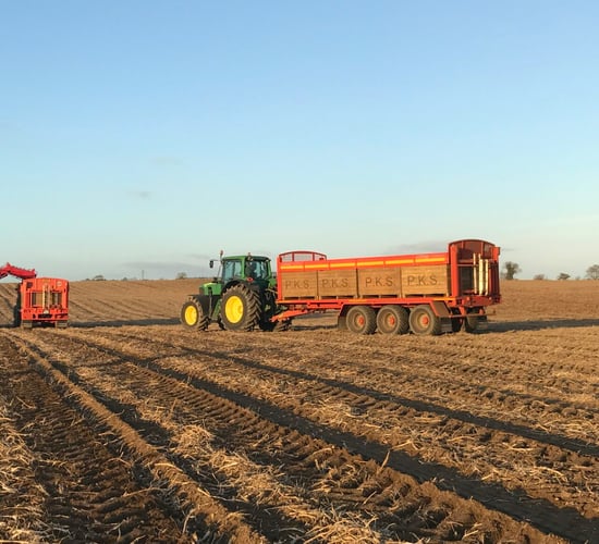 Tillage focus: Potato harvest in full swing