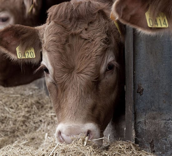 Kepak commits to global framework for regenerative agriculture